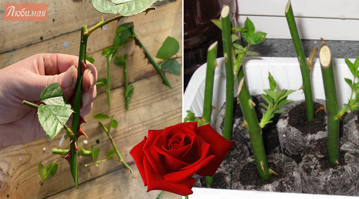 Как вырастить розу из бутона в домашних. Выращивать розы. Выращивание розы из бутона домашних условиях. Из бутона розы вырастить розу в домашних.